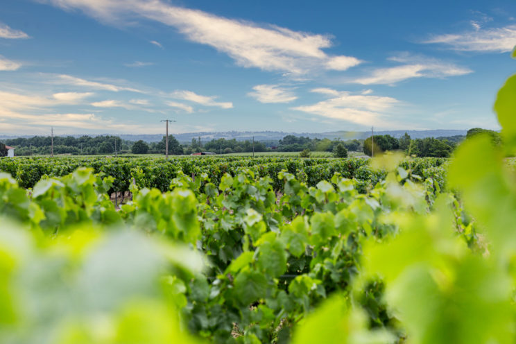 paysage vignoble fronton reportage entreprise photo